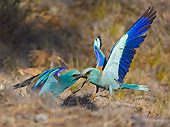 BRD 13 WF0041 01
Two European Rollers Squabbling