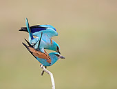 BRD 13 WF0042 01
Two European Rollers Mating On Twig