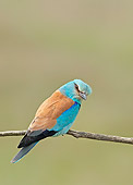 BRD 13 WF0043 01
European Roller Perched On Twig