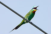 BRD 13 WF0046 01
Blue-Cheeked Bee-Eater Perched On Power Line Calling