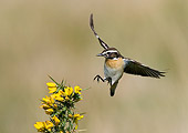 BRD 13 WF0049 01
Whinchat Male Landing On Yellow Flowers
