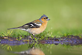 BRD 13 WF0050 01
Chaffinch Male Standing At Edge Of Garden Pond