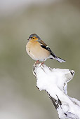 BRD 13 WF0051 01
Chaffinch Male Perched On Snow Covered Stump