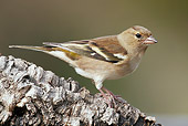 BRD 13 WF0052 01
Chaffinch Female Standing On Bark