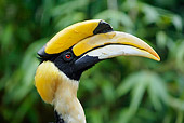 BRD 13 WF0054 01
Portrait Of Great Indian Hornbill In Jungle