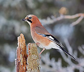 BRD 13 WF0056 01
Eurasian Jay Perched On Rotting Tree Trunk