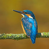BRD 13 WF0058 01
Common Kingfisher Perched On Branch