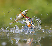 BRD 13 WF0061 01
Common Kingfisher Erupting From Water With Fish