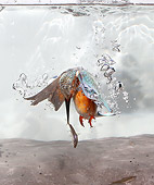 BRD 13 WF0062 01
Common Kingfisher Rising To Surface Of Water With Fish In Beak