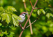 BRD 13 WF0066 01
Tree Sparrow Perched On Twig In Maple Tree