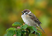 BRD 13 WF0067 01
Tree Sparrow Sitting On Dog Rose