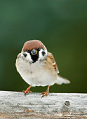 BRD 13 WF0068 01
Tree Sparrow Standing On Log