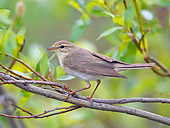 BRD 13 WF0069 01
Willow Warbler Perched On Willow Twig