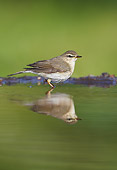 BRD 13 WF0071 01
Willow Warbler Standing In Garden Pool