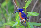 BRD 13 WF0072 01
Azure Kingfisher Perched On Twig Australia