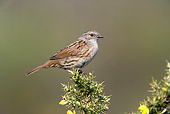 BRD 13 WF0073 01
Hedge Accentor Perched On Flowering Plant