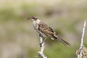 BRD 13 WF0074 01
Galapagos Mockingbird Perched On Twig
