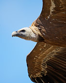 BRD 13 WF0075 01
Portrait Of Eurasian Griffon Vulture In Flight