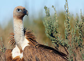 BRD 13 WF0076 01
Portrait Of Eurasian Griffon Vulture