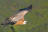 BRD 13 WF0077 01
Portrait Of Eurasian Griffon Vulture In Flight