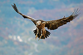 BRD 13 WF0078 01
Eurasian Griffon Vulture Landing To Approach Carcass