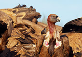 BRD 13 WF0079 01
Eurasian Griffon Vulture With Blood-Covered Head In Front Of Feeding