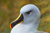 BRD 13 WF0080 01
Portrait Of Grey-Headed Albatross