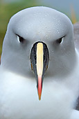 BRD 13 WF0081 01
Portrait Of Grey-Headed Albatross