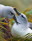 BRD 13 WF0082 01
Pair Of Grey-Headed Albatross Bonding On Nest