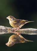 BRD 13 WF0083 01
Greenfinch Standing By Garden Pond With Reflection