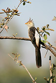 BRD 13 WF0084 01
Guira Cuckoo Perched On Tree Branch