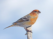 BRD 13 WF0085 01
Pine Grosbeak Female Perched On Twig