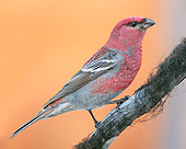 BRD 13 WF0086 01
Pine Grosbeak Male Perched On Twig