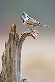 BRD 13 WF0087 01
Crested Tit Perched On Broken Off Branch