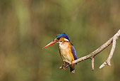 BRD 13 WF0088 01
Malachite Kingfisher Perched On Twig