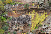 BRD 13 WF0089 01
Eurasian Griffon Vulture Laying In Nest In Sandstone Cliff