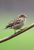 BRD 13 WF0090 01
Young House Sparrow Perched On Twig
