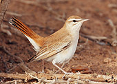 BRD 13 WF0091 01
Rufous Bush Chat Standing On Ground