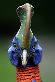BRD 13 WF0092 01
Head Shot Of Double-Wattled Cassowary Male
