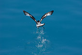 BRD 13 WF0093 01
Cape Petrel Taking Off From Surface Of Water