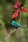 BRD 13 WF0094 01
Green Honeycreeper Perched On Stem Of Red Flower