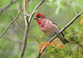 BRD 13 WF0095 01
Common Rosefinch Male Perched On Twig