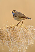 BRD 13 WF0096 01
Bluethroat Male Perched On Reed Stem