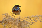 BRD 13 WF0097 01
Bluethroat Male Perched On Reed Stem