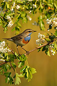 BRD 13 WF0098 01
Bluethroat Male Perched On Tree Branch