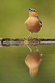 BRD 13 WF0099 01
Chaffinch Male Drinking At Garden Pool By Reflection
