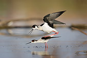 BRD 13 WF0100 01
Black-Winged Stilt Trying To Mate In Shallow Water