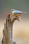 BRD 13 WF0103 01
Eurasian Nuthatch Perched On Broken-Off Branch
