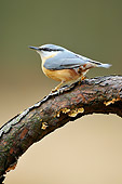BRD 13 WF0104 01
Eurasian Nuthatch Perched On Pine Branch