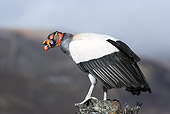 BRD 13 WF0105 01
Portrait Of King Vulture Sitting On Rock